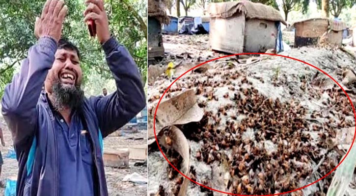 বিষ দিয়ে ১৮০ বাক্স মৌমাছি নিধন, দিশেহারা চাষি