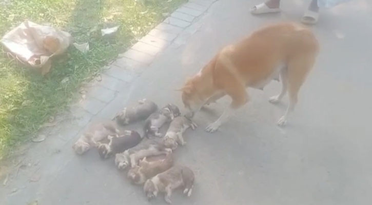 ঈশ্বরদীতে ৮ কুকুরছানা হত্যার ঘটনায় মামলা