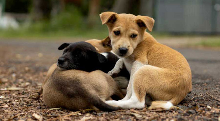 কুকুর-বিড়াল মেরে ফেলার শাস্তি কী?