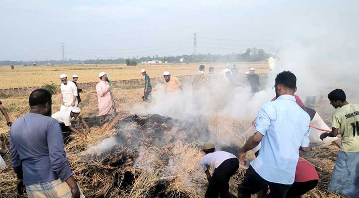 নাজিরহাটে ফের কৃষকের ধানের গাঁদায় আগুন
