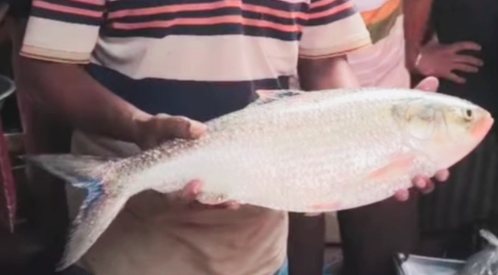 ১ ইলিশের দাম ১৪ হাজার ৩০০ টাকা