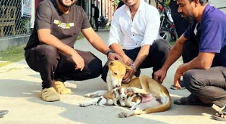 নতুন ২ ছানা পেলো ৮ সন্তান হারানো সেই মা কুকুর