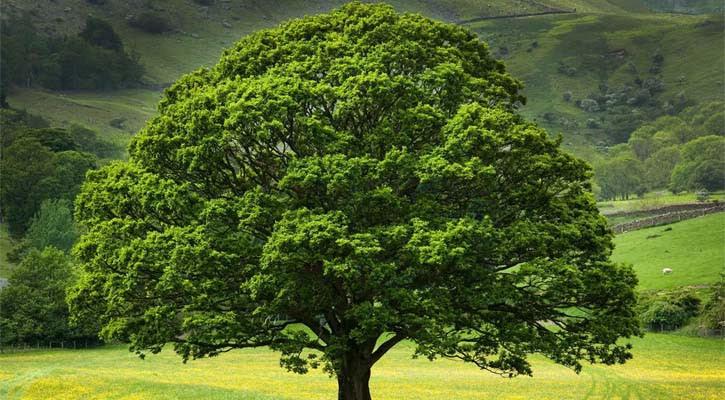 মানুষের জীবনে রিজিক ও বৃক্ষরাজির গুরুত্ব