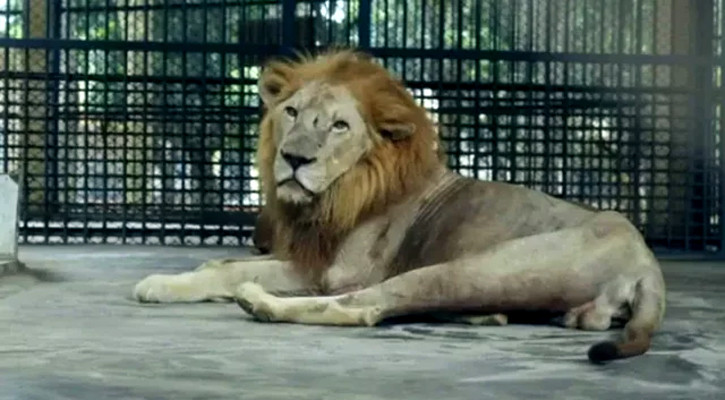 চিড়িয়াখানায় সিংহ বের হয়ে যাওয়ার খবর বিশালাকারে ছড়ানো হয়েছে: পুলিশ