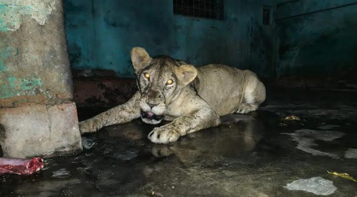 চিড়িয়াখানা থেকে বের হওয়া সিংহী খাঁচায় ফিরল