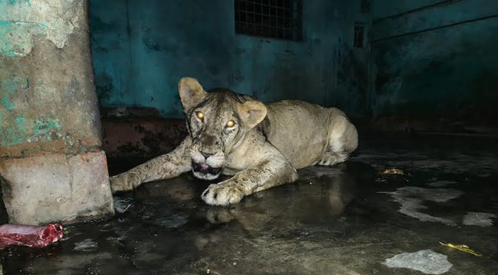 চিড়িয়াখানার খাঁচা থেকে কীভাবে বের হলো সিংহী, তদন্তে কমিটি