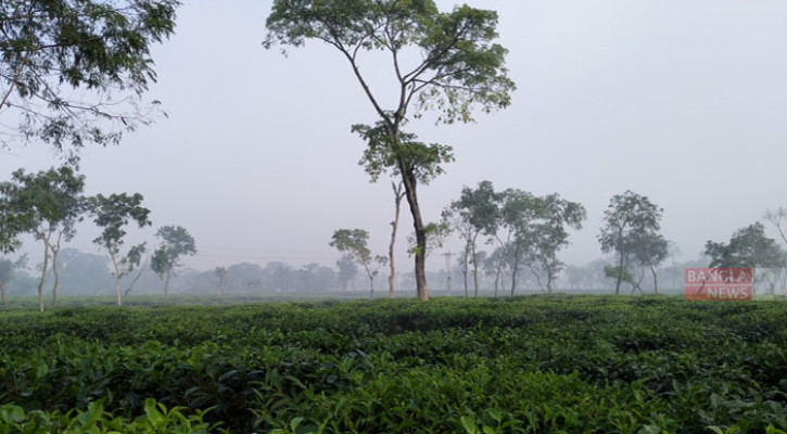 চা জনপদে সন্ধ্যা হলেই অনুভূত হয় শীতের তীব্রতা