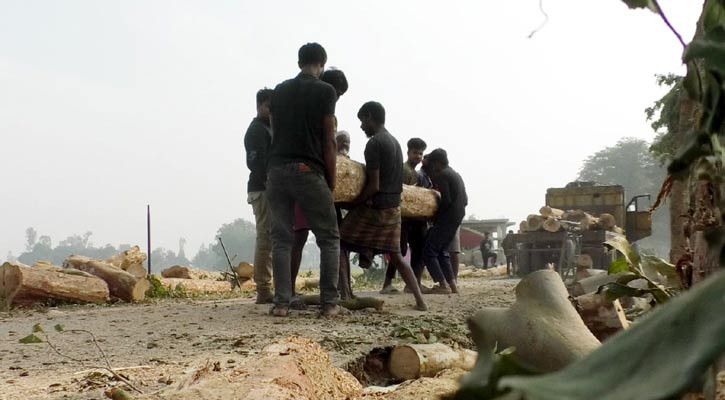 সড়ক প্রশস্তকরণের নামে কাটা হচ্ছে ৫ শতাধিক ওষুধি গাছ