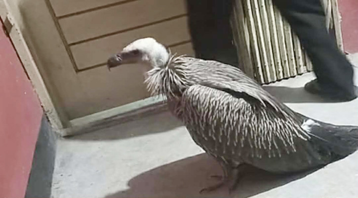 পরিযায়ী শকুন ‘হিমালয়ান গৃধিনী’ উদ্ধার