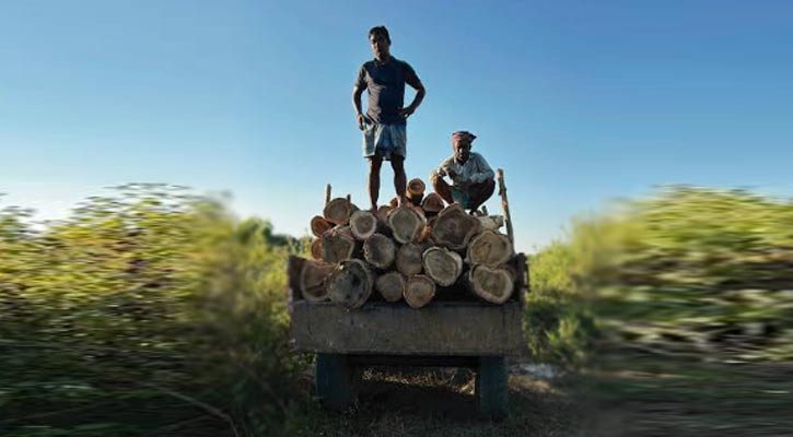 কালেঙ্গা পাহাড়ে গাছচোর-বনরক্ষীদের মধ্যে গুলিবিনিময়