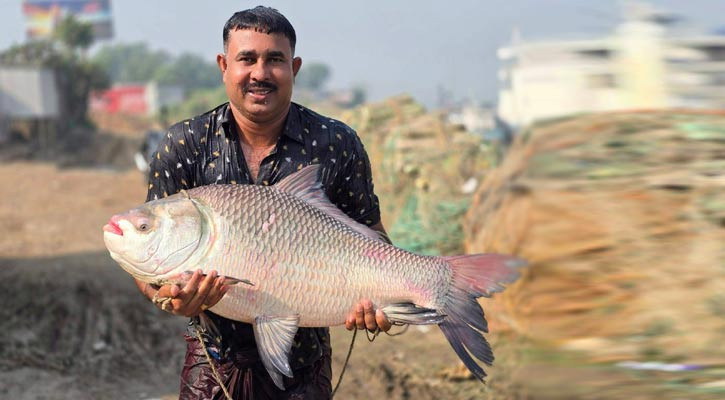 ৩০ কেজির কাতল বিক্রি হলো লাখ টাকায়