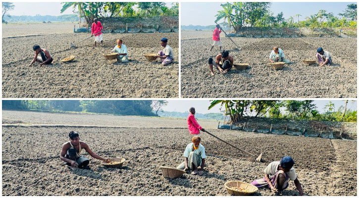 চাঁদপুরে আলু বপনে ব্যস্ততা, লক্ষ্যমাত্রা ৭ হাজার ২০০ হেক্টর