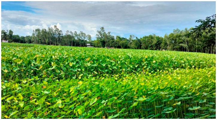 কচুলতায় জেগে উঠছে সম্ভাবনা, বদলাচ্ছে কৃষকের ভাগ্য