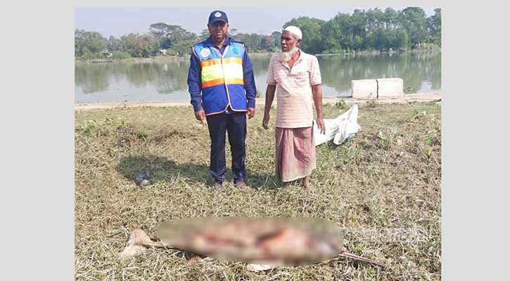 হালদায় ভেসে উঠল মৃত ডলফিন