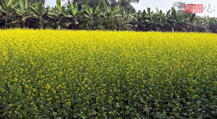 ফরিদপুরে সরিষা ফুলে কৃষকের মুখে হাসি