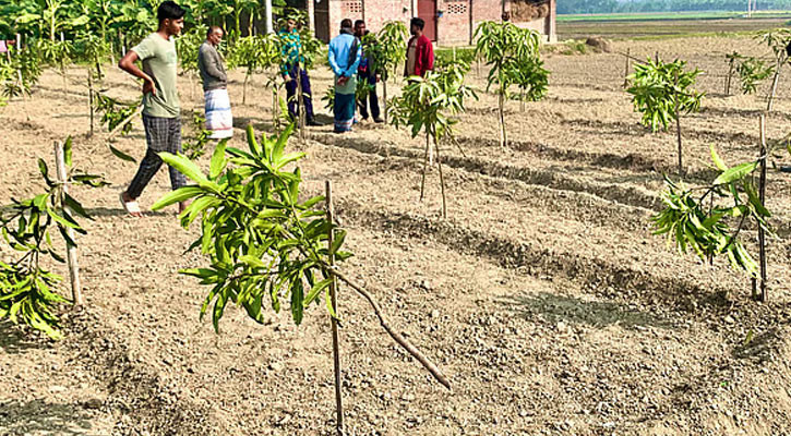 দুই বছরের স্বপ্ন এক রাতেই শেষ, কৃষকের ১১৭টি আমগাছ কাটল দুর্বৃত্তরা