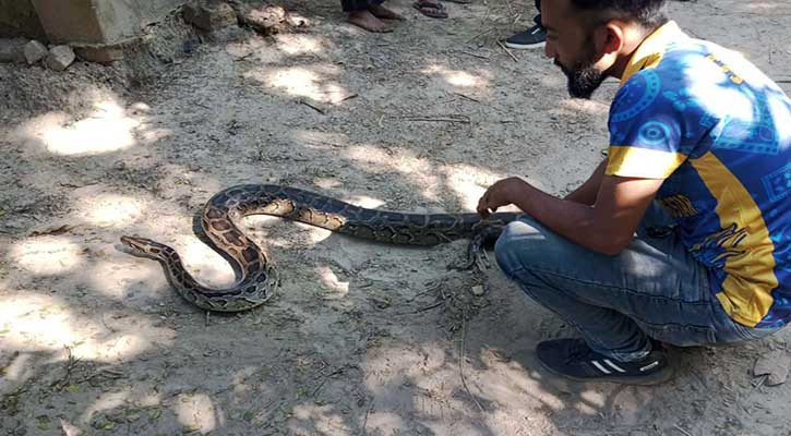 বসতঘরের ছাদে মিলল অজগর