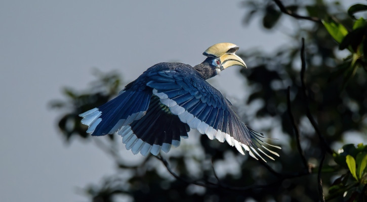কাও ধনেশ:বনরাজ্যের রঙিন রাজপাখি