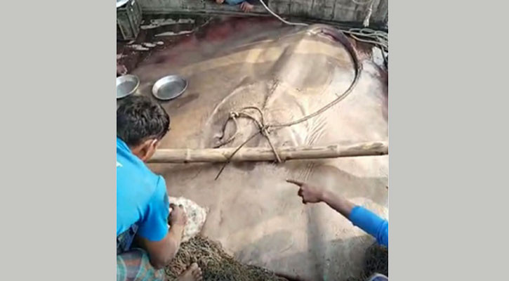 ৬ মণ ওজনের শাপলা পাতা মাছ বিক্রি হলো ৭৫ হাজারে
