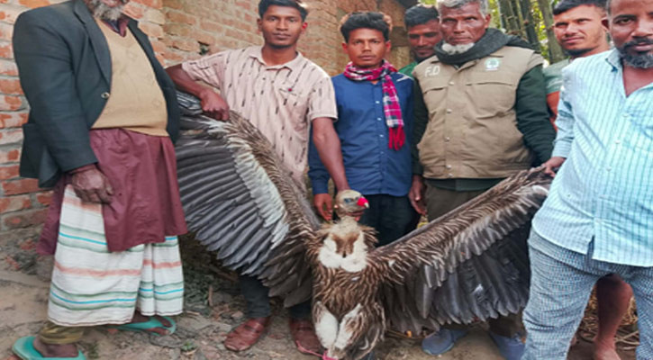 পাটগ্রামে বিরল প্রজাতির ৩ শকুন উদ্ধার