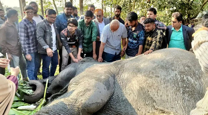 বাঁচানো গেল না ‘সেই’ হাতিটিকে