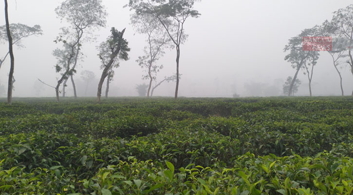 দেশের সর্বনিম্ন তাপমাত্রা আজ শ্রীমঙ্গলে