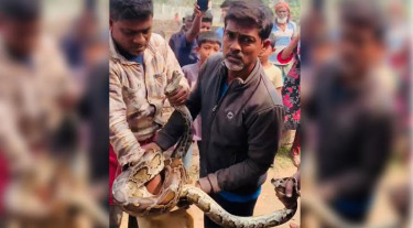 বসতঘরের সিলিং থেকে ১০ ফুট লম্বা অজগর উদ্ধার