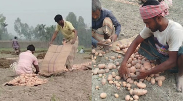লালমনিরহাটে আলু উৎপাদন খরচ কেজিতে ২০ টাকা, বিক্রি ৮ টাকায়
