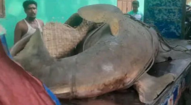 ২৫ মণের খটক মাছ কাঁঠালিয়ায় আড়াই লাখে বিক্রি