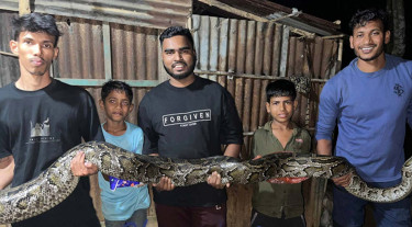 লোকালয়ে আসা বিশালাকৃতির অজগর লাউয়াছড়ায় অবমুক্ত