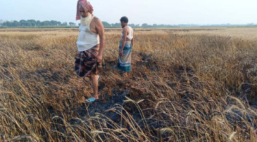 মেহেরপুরে অগ্নিকাণ্ডে পুড়ল ১০০ বিঘা জমির গম