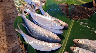 বরগুনায় ২৫০ গ্রামের ইলিশও ১২০০ টাকা কেজি!