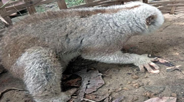লোকালয়ে ঢুকে পড়েছিল সংকটাপন্ন লজ্জাবতী বানরটি