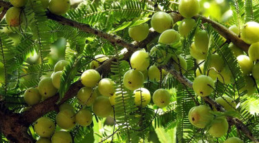 ত্বক ও চুলের বিভিন্ন সমস্যার সমাধানে আমলকী