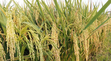 ‘দাদখানি’ চালের স্বাদ ফেরাবে ব্রি ধান-১০৮, চাষে লাভবান হবেন কৃষক