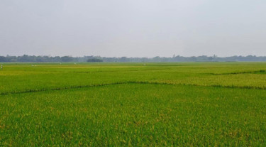 ফেনীর পরশুরামে তীব্র লোডশেডিং: পানির অভাবে ক্ষতির মুখে ইরি-বোরো চাষিরা