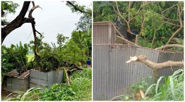 দেড় মিনিটের ঝড়ে ঘরের ওপর গাছ পড়ে প্রাণ গেল গৃহবধূর