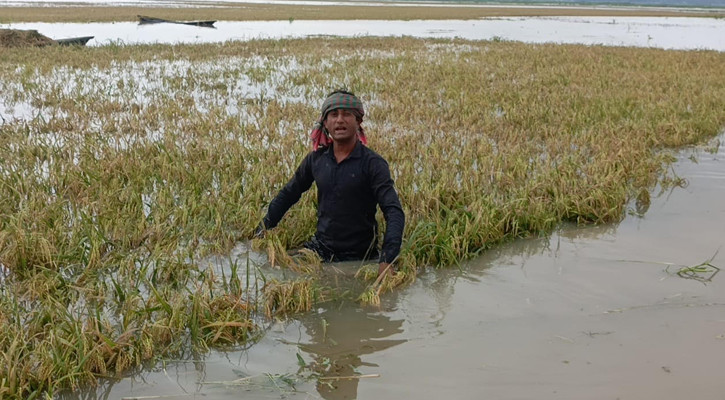 কেন্দুয়ায় টানা বর্ষণে তলিয়ে গেছে বিস্তীর্ণ ফসলি জমি