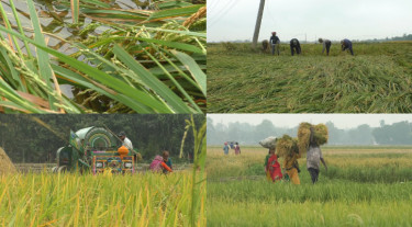 বৈরী আবহাওয়ায় আধাপাকা ধান কাটছেন নওগাঁর চাষীরা