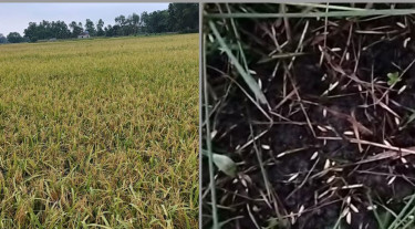 চাঁদপুরে সেচ প্রকল্পে ঝড়-বৃষ্টিতে ৪৪৫ হেক্টর ফসল ক্ষতিগ্রস্ত