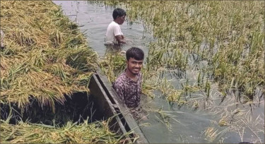 হবিগঞ্জের হাওরে তলিয়েছে ২ হাজার ৭১০ হেক্টর জমির পাকা ধান