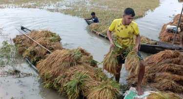 কলমাকান্দায় আগাম বন্যার শঙ্কা, তলিয়ে যাচ্ছে হাওরের বোরো ধান