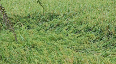 সোনাগাজীতে ঝড় বৃষ্টির শঙ্কায় বোরো নিয়ে দুশ্চিন্তায় কৃষক