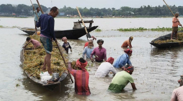 ঢলে তলিয়েছে হাওর, ফসল বাঁচাতে মরিয়া কৃষক