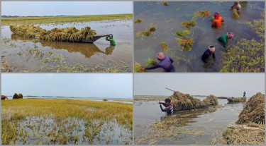 অতিবৃষ্টি-উজানের ঢলে কিশোরগঞ্জে তলিয়ে গেছে ৯ হাজার হেক্টর জমি