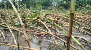 ঝড়ে হেলে পড়েছে ভুট্টা-বোরো ধান, ৪৪ হেক্টর জমির ফসল নষ্ট হওয়ার শঙ্কা
