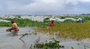 নাসিরনগরে উজানের ঢলে তলিয়েছে ৩০০ হেক্টর জমির ধান