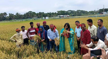 ময়মনসিংহে ৬১ জাতের ধান গবেষণায় নতুন সম্ভাবনা