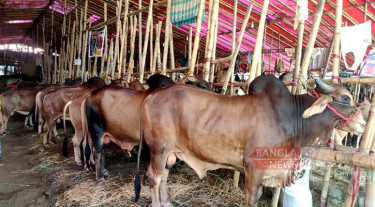 ৩৫ হাজারের বেশি কোরবানির পশু আনতে হবে চট্টগ্রামে, দাম বাড়বে ১০-১৫ শতাংশ