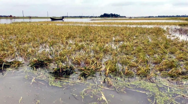 বেড়েছে কিশোরগঞ্জের নদ-নদীর পানি, তলিয়ে গেছে ১০ হাজার হেক্টর জমি